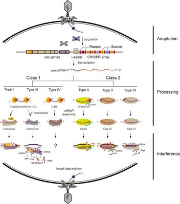 Endogenous CRISPR-Cas System-Based Genome Editing and Antimicrobials: Review and Prospects